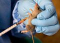 Curbing rising spread of Lassa fever in Nigeria via personal, environmental hygiene