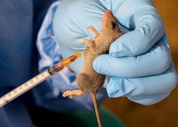 Curbing rising spread of Lassa fever in Nigeria via personal, environmental hygiene