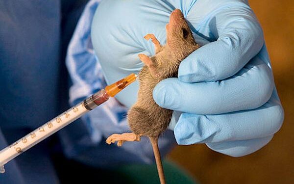 Curbing rising spread of Lassa fever in Nigeria via personal, environmental hygiene