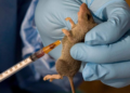 Lassa Fever Surge in Benue Raises Alarm as Health Worker Fatalities Mount