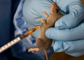 Lassa Fever Surge in Benue Raises Alarm as Health Worker Fatalities Mount