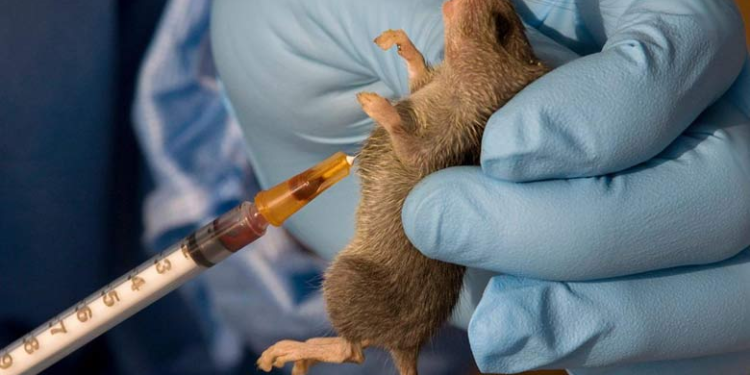 Lassa Fever Surge in Benue Raises Alarm as Health Worker Fatalities Mount